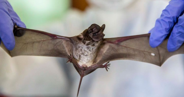 DSÖ: Yarasalardan hayvanlara, hayvanlardan insanlara…