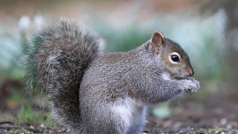 Galler’de 18 kişiyi ısıran sincap yetkililer tarafından uyutuldu