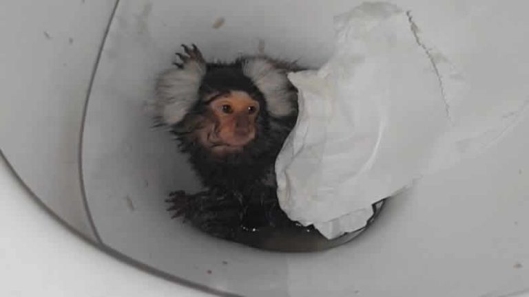 Galler’de maymununa kokain içirmeye çalışan kadına ceza