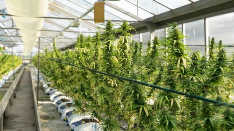 Hackney’de kenevir fabrikasında çıkan yangında bir kişi öldü