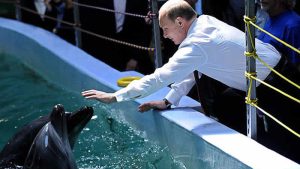 Rusya’nın eğitilmiş yunusları donanma üssüne konuşlandırdığı ortaya çıktı