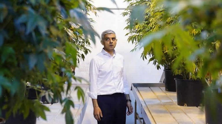 Londra Uyuşturucu Komisyonu, esrarın yasallaştırılması yönündeki çalışmalarına başladı