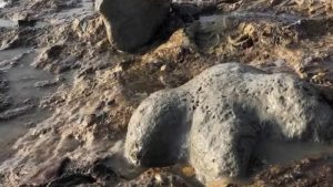 Avrupa’nın “gelmiş geçmiş en büyük ​​kara dinozoru” fosili İngiltere’de bulundu