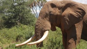 İngiltere’de “fildişi” ürünlere yasak geliyor