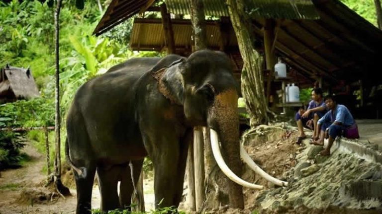 Aşırı sıcaklarda zorla çalıştırılan bir fil, cinnet geçirip bakıcısını parçaladı