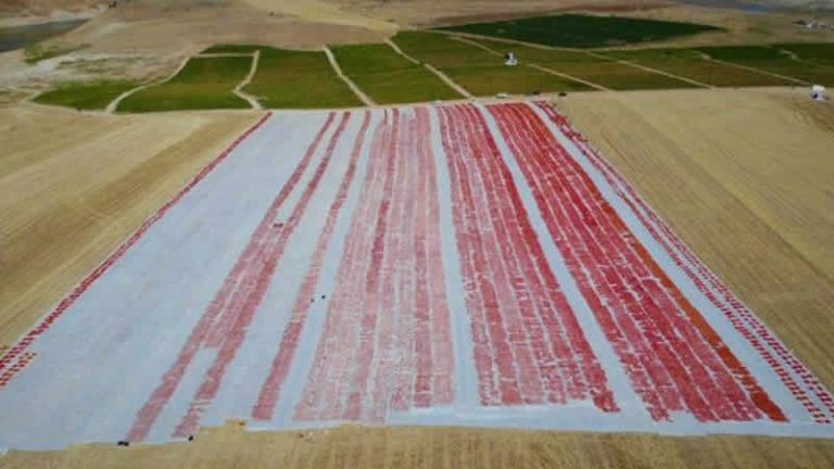 Tarlada üretilip günlerce kuruması bekleniyor! Paketlenerek İngiltere’ye ihraç ediliyor