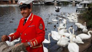 Kral 3. Charles, ülkedeki kuğuları da miras aldı