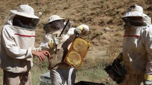 Londra’da Bitlis balına ödül