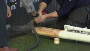 Hull City’nin stadında kale direkleri olması gerekenden uzun çıktı