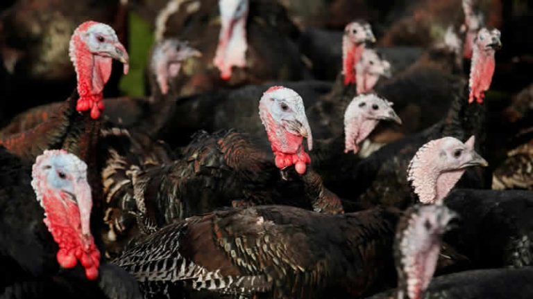 Kuş gribi İngiltere’yi Noel’de hindisiz bırakabilir