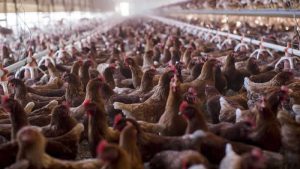 Kuş gribi nedeniyle bir yıl içinde İngiltere ve Avrupa’da 48 milyon kuş itlaf edildi