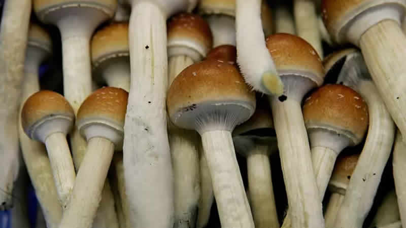 Londra’da saykodelik maddeleri araştıran şirkete dev yatırım