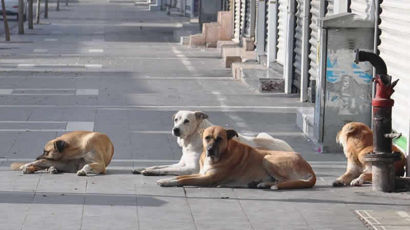 İngiltere, vatandaşlarını Türkiye’deki başıboş sokak köpekleri için uyardı