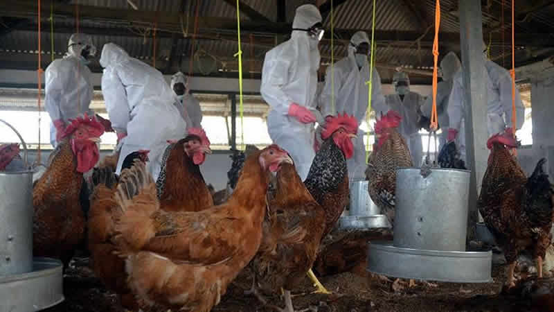 İngiltere’de kuş gribi nedeniyle tüm kümes hayvanları içeride tutulacak