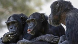 İsveç’te hayvanat bahçesinden kaçan 4 şempanzeye ötanazi uygulandı