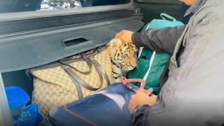 Trafik denetiminde bagajdan yavru kaplan çıktı