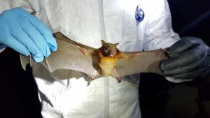 İngiltere’de yarasalarda Covid-19 benzeri bir virüs tespit edildi