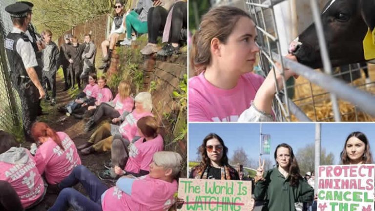 Aktivistler Kral Charles’ın kuzularını çaldı
