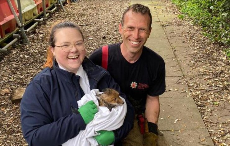 İngiltere’de yeraltı borusunda sıkışan yavru tilki kurtarıldı