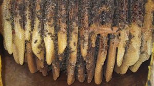 Artvin’in Macahel Balı’na Londra’dan Altın Ödül