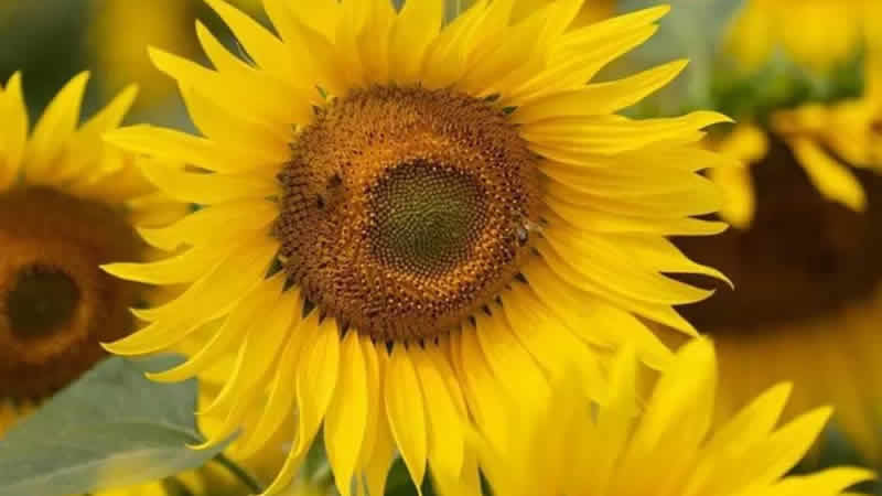 Ayçiçeği çiftliğinden ziyaretçilere uyarı: Soyunarak fotoğraf çektirmeyin