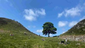 16 yaşındaki çocuk İngiltere’nin en ünlü ağacını yok etti