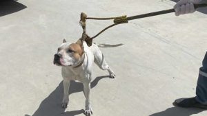 Sunak: “American Bully XL” cinsi köpekler yasaklanacak