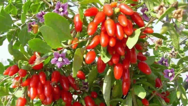 Diyetisyen Öykü UMAN: Göz Sağlığı için Gojiberry