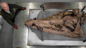 Dorset’te 150 milyon yıl öncesine ait ‘deniz canlısının’ kafatası bulundu