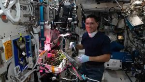 Uzayda kaybolan domates aylar sonra bulundu