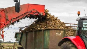 İngiltere’deki meyve ve çiçek üreticileri yeni Brexit kontrollerinden tedirgin