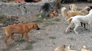 Türkiye’de sokak hayvanları düzenlemesiyle ilgili yeni açıklama: İngiltere modeli ısrarımız yok