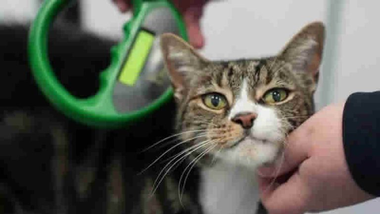 Kedilere Mikroçip Takmayanlara 500 £ Para Cezası Geliyor