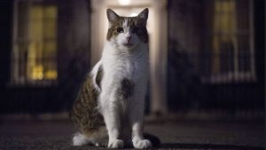 İngiltere’de 5 Başbakan Deviren Kedi: Larry