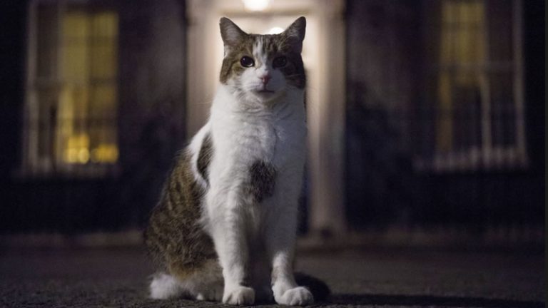İngiltere’de 5 Başbakan Deviren Kedi: Larry