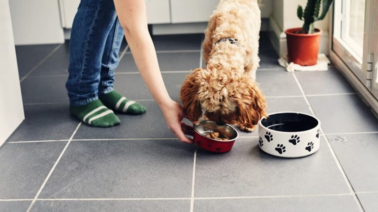 İngiltere Laboratuvarda Yetiştirilen Ete Onay Veren İlk Avrupa Ülkesi Oldu