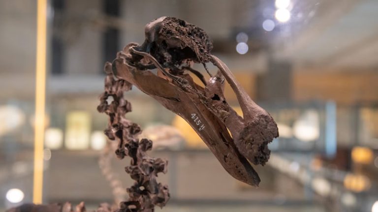 Yapay Zeka Cambridge Üniversitesi Müzesi’nde Hayvanlara Ses Veriyor