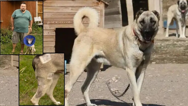 Londra’da Komşularının Hayvanlarına Zarar Veren Türk Kangallarının Sahibine 72 Bin Sterlin Ceza