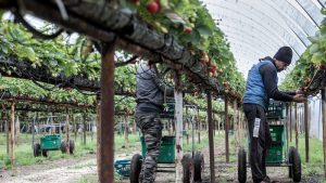 İngiltere’nin Mevsimlik Tarım İşçisi Programı 5 Yıl Daha Uzatılacak