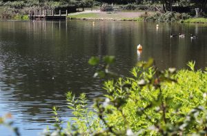Londra’daki Beckenham Place Park’ta Göle Düşen 15 Yaşındaki Çocuk Hayatını Kaybetti