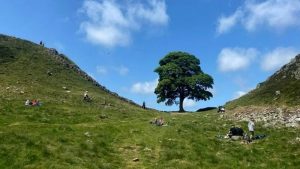 İngiltere’nin Simge Ağacını Kesen 2 Kişiye 4 Yıl Hapis Cezası