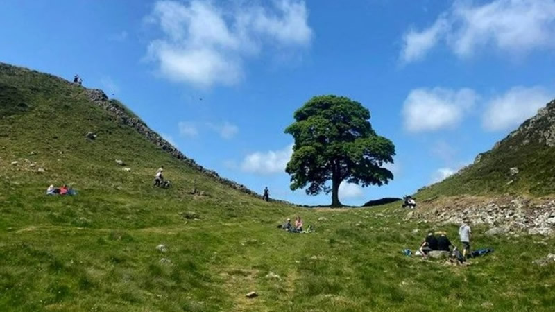 İngiltere’nin Simge Ağacını Kesen 2 Kişiye 4 Yıl Hapis Cezası